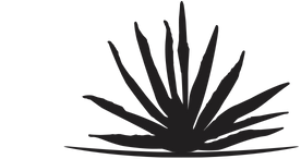 Black silhouette of agave plant